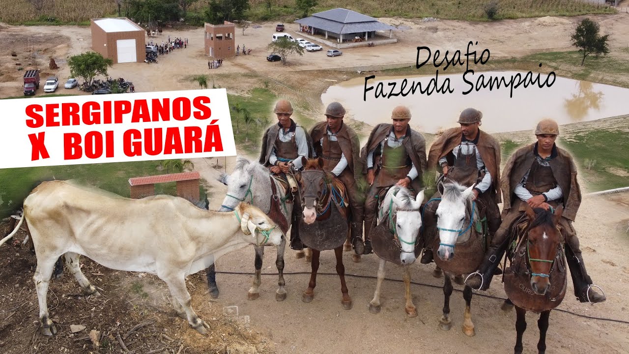 MELHORES MOMENTOS NA FAZENDA SAMPAIO - COM OS VAQUEIROS SERGIPANOS - DESAFIO BOI GUARÁ E BOI GUINÉ