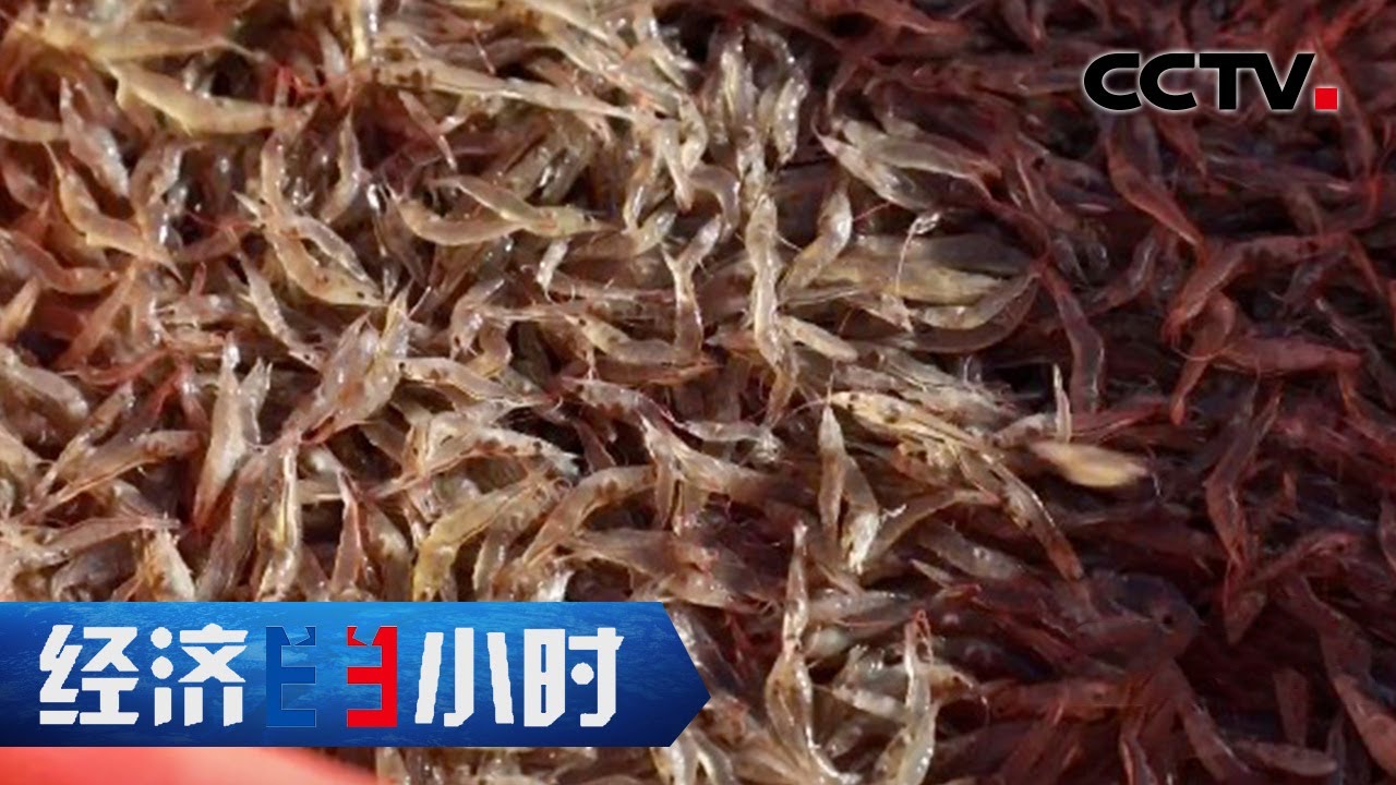 南美白对虾甘肃产，西北重度盐碱地变身万亩渔业基地 「经济半小时」20220729 | CCTV财经