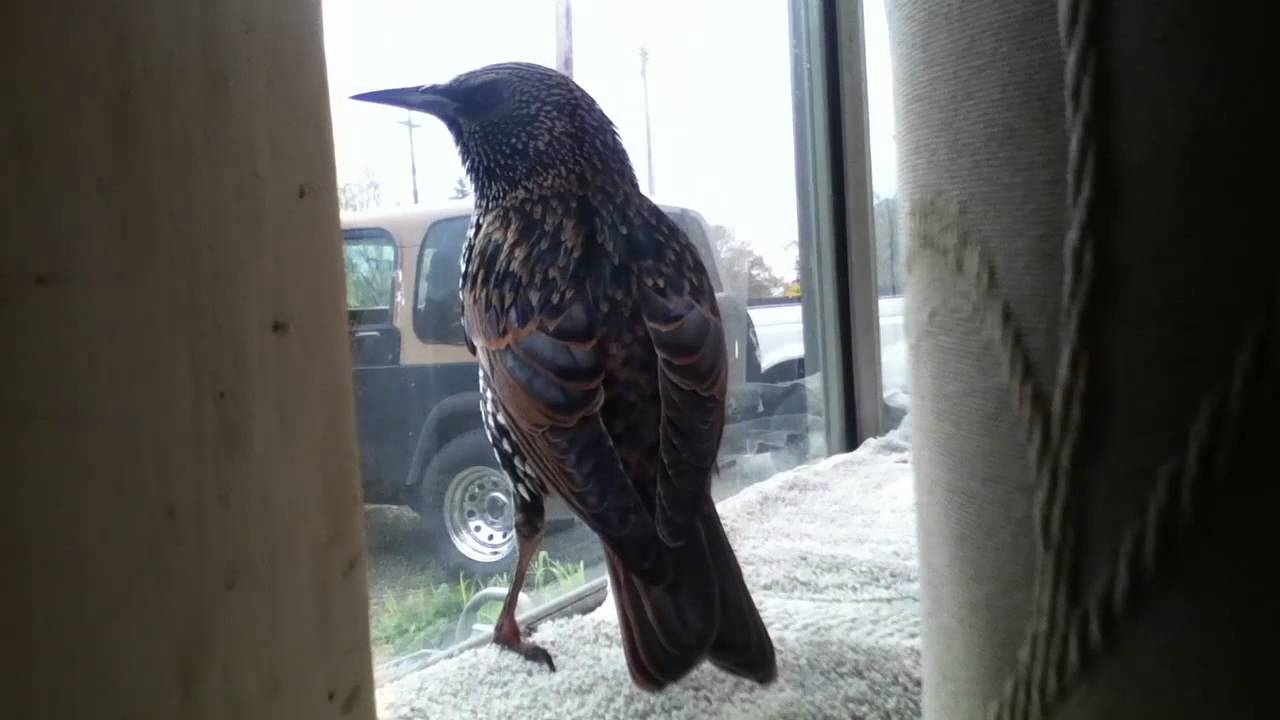 Pet Starling Talking (Zeki learned more words)