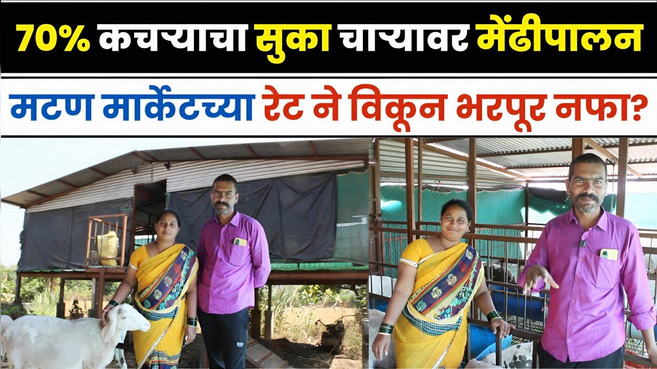 पती-पत्नीची जोडी, ७०% कचऱ्याचा सुका चाऱ्यावरती मेंढीपालन | मटण मार्केटच्या रेट ने विकून भरपूर नफा?