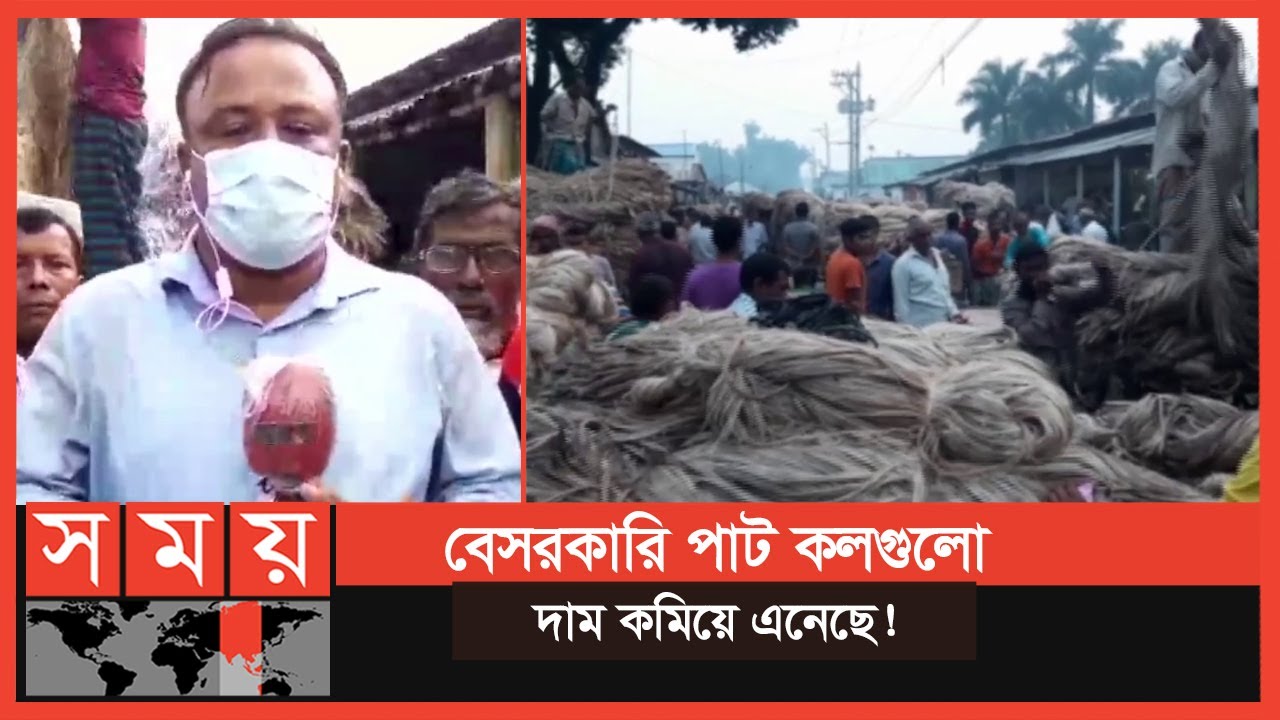 নাটোরে বেড়েছে পাটের দাম | Natore News | Jute | Business News | Somoy TV