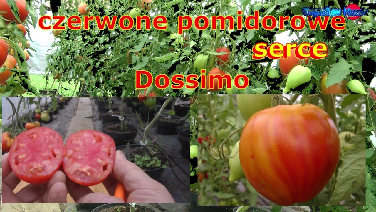 czerwone pomidorowe serce Dossimo