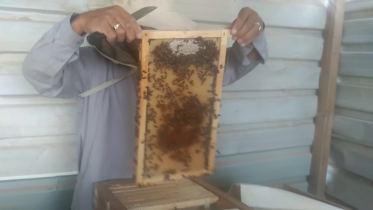 الخليه الطوليه بعد الرزم بثلاثه اشهر