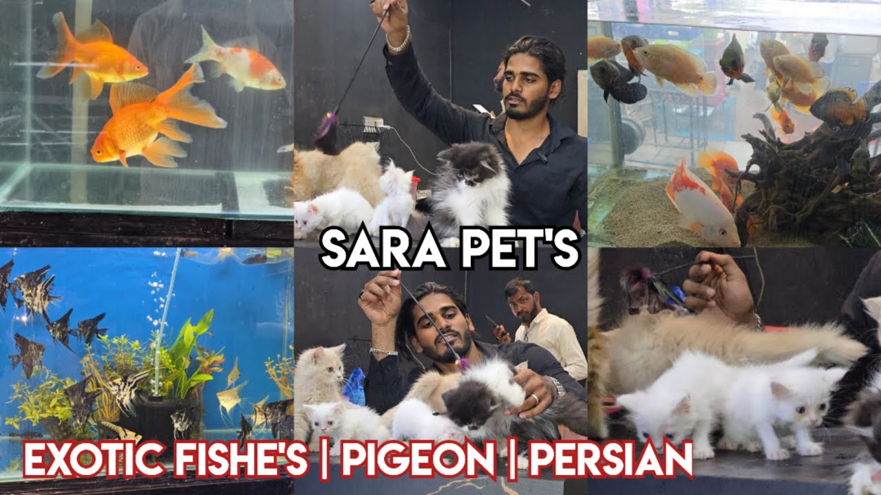 Sara Pet's shop in Hyderabad attapur | exotic Fishe's | pigeons | Persian kittens | bird's available