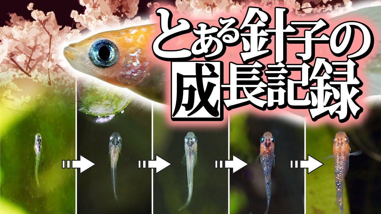 【メダカ】もらった卵を育ててみたら【100日間】