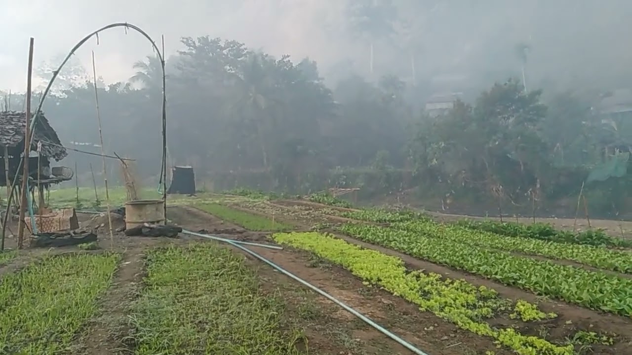 Leaf and vegetables 
