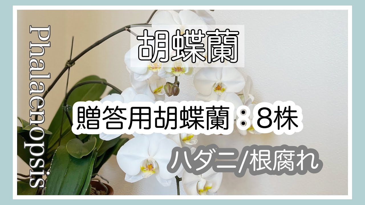 ▷019【胡蝶蘭】訳アリ贈答品、無事に育つかな？？