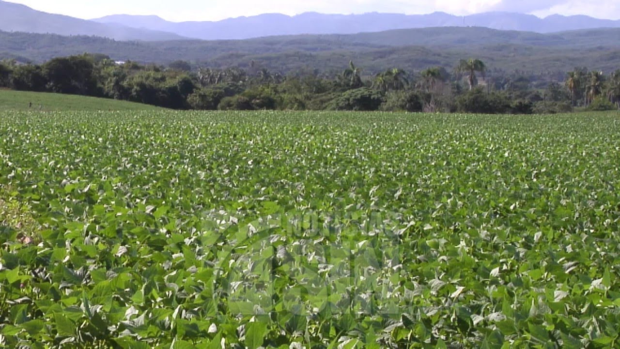Agricultores supervisan la siembra de habichuelas del Valle de San Juan