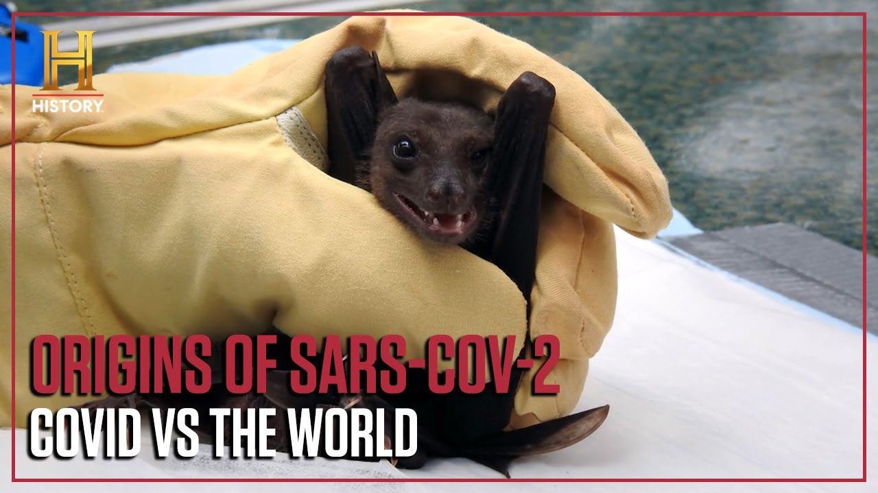 Did Bats Cause the Coronavirus? | COVID vs The World