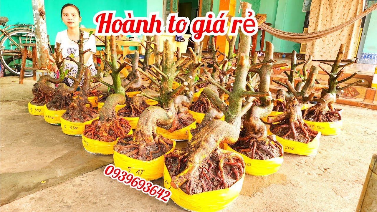 1/2 chị Nhí 0939693642 phôi mai bonsai hoành to đế đẹp giá rẻ|MaivàngThanhTâm