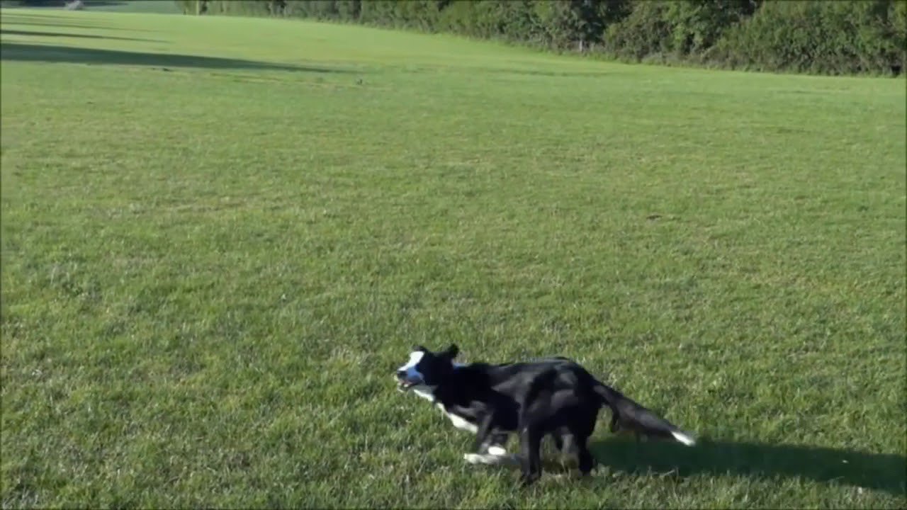 Kong - Flyer (Teeth protection flying disc/Frisbee)