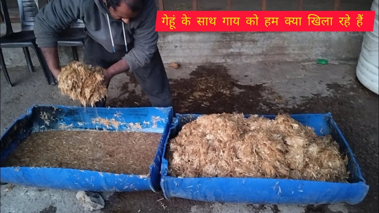 क्या आपने सोचा है कि हम भुसे के साथ गाय को क्या खिला रहे हैं