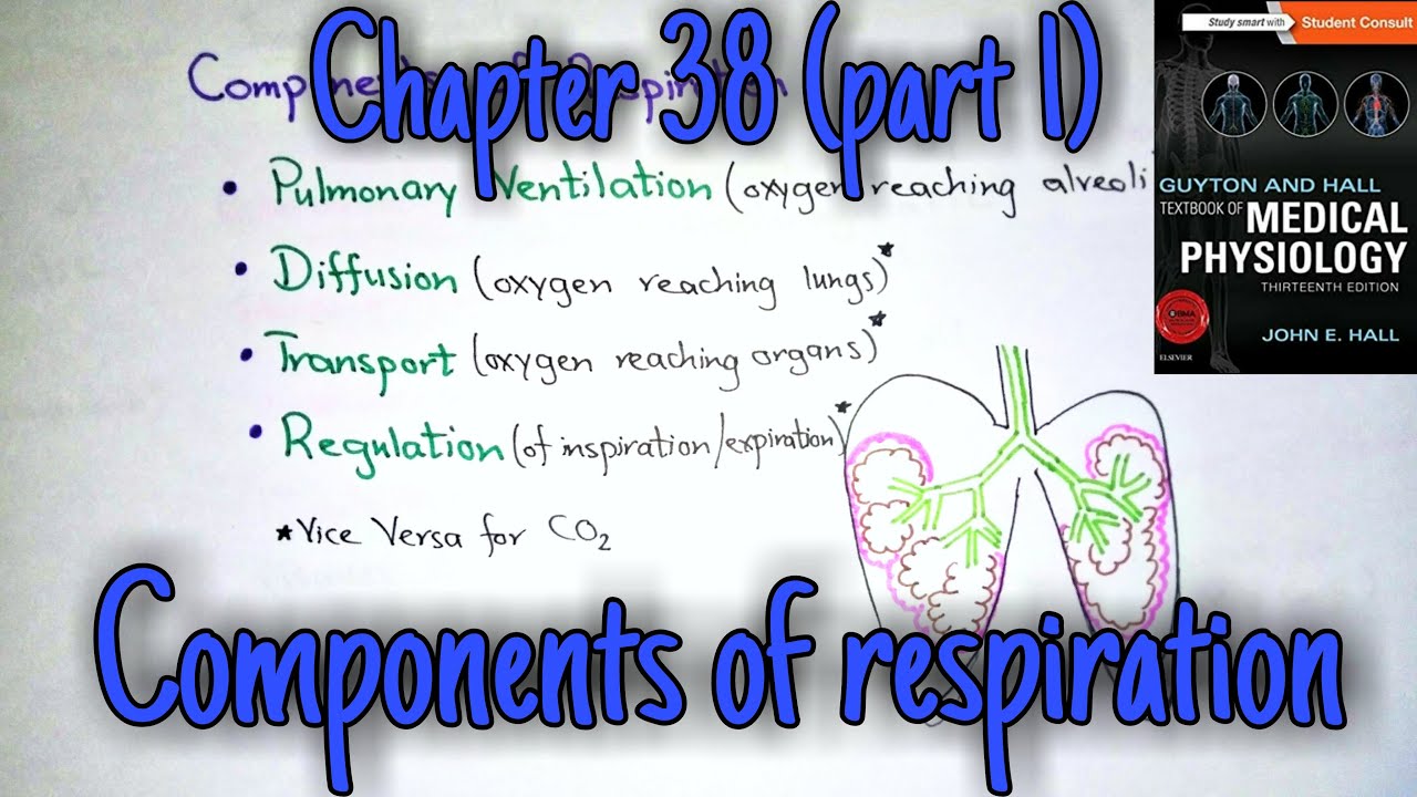 Components of respiration - chapter 38 (part 1) Guyton and Hall text book of physiology.