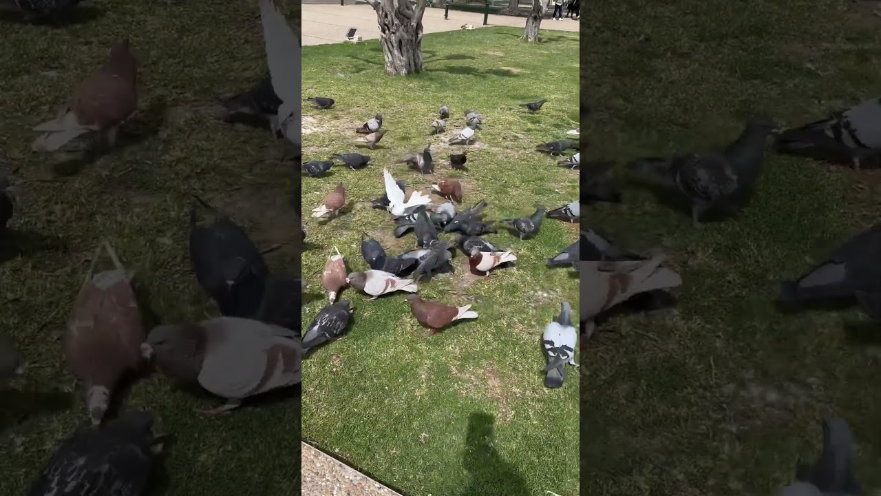 They are been feed  #pigeon #feed #bread #shorts