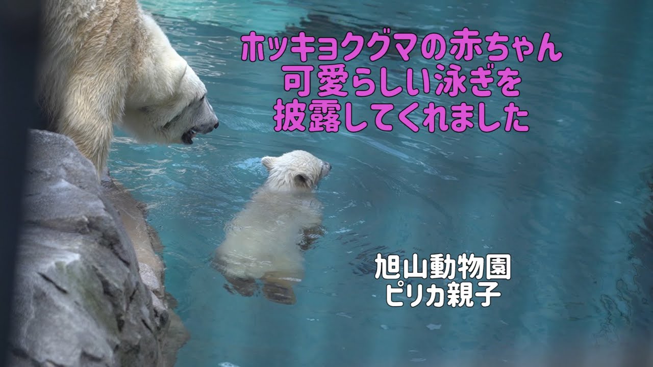 旭山動物園　ホッキョクグマの赤ちゃん可愛い泳ぎを披露してくれました　ピリカとゆめ