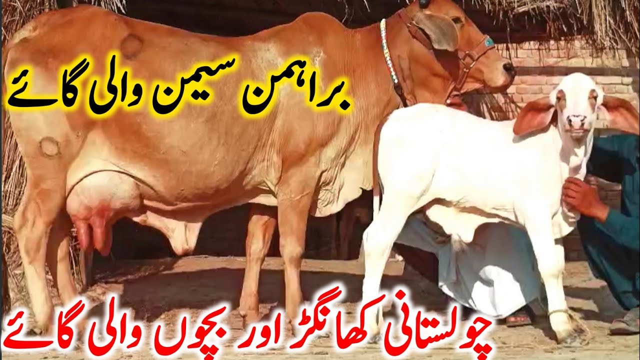 Pure Cholistani Cow From Cholistan Rohi Desert Near Luden Cow Mandi || Global Village Farming 