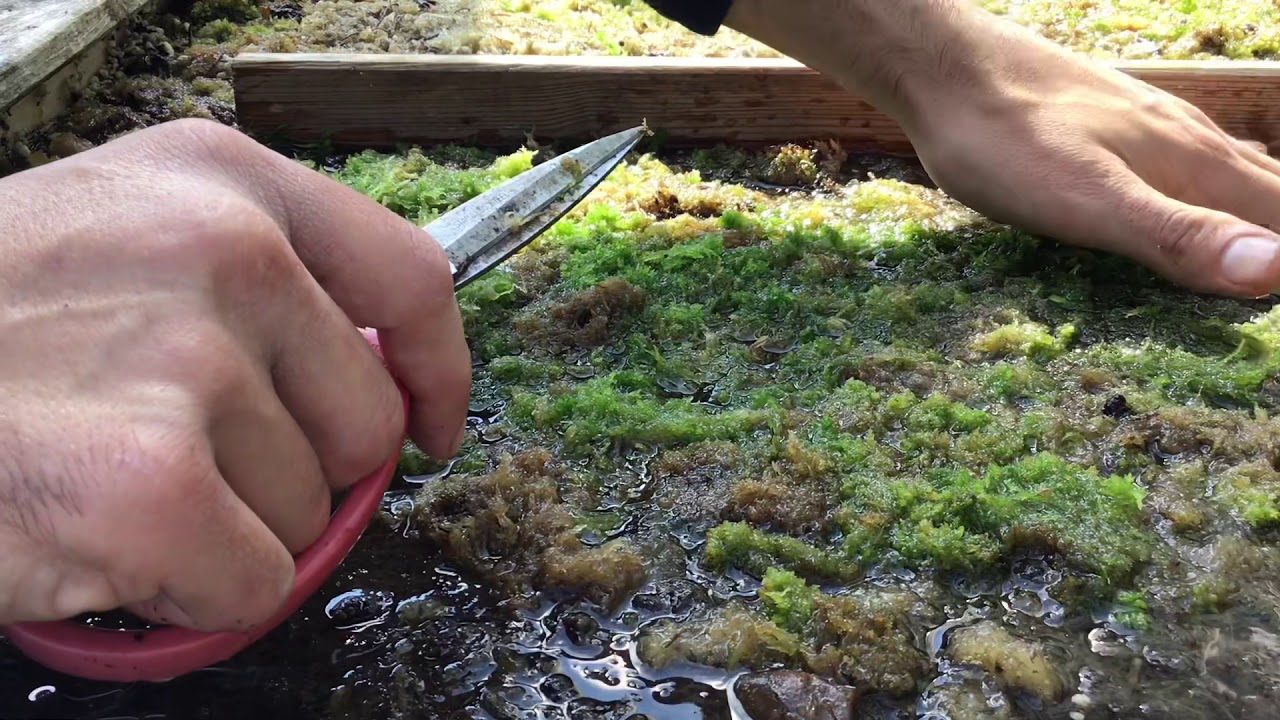 Pantano de Droseras europeas (Parte 1/4)