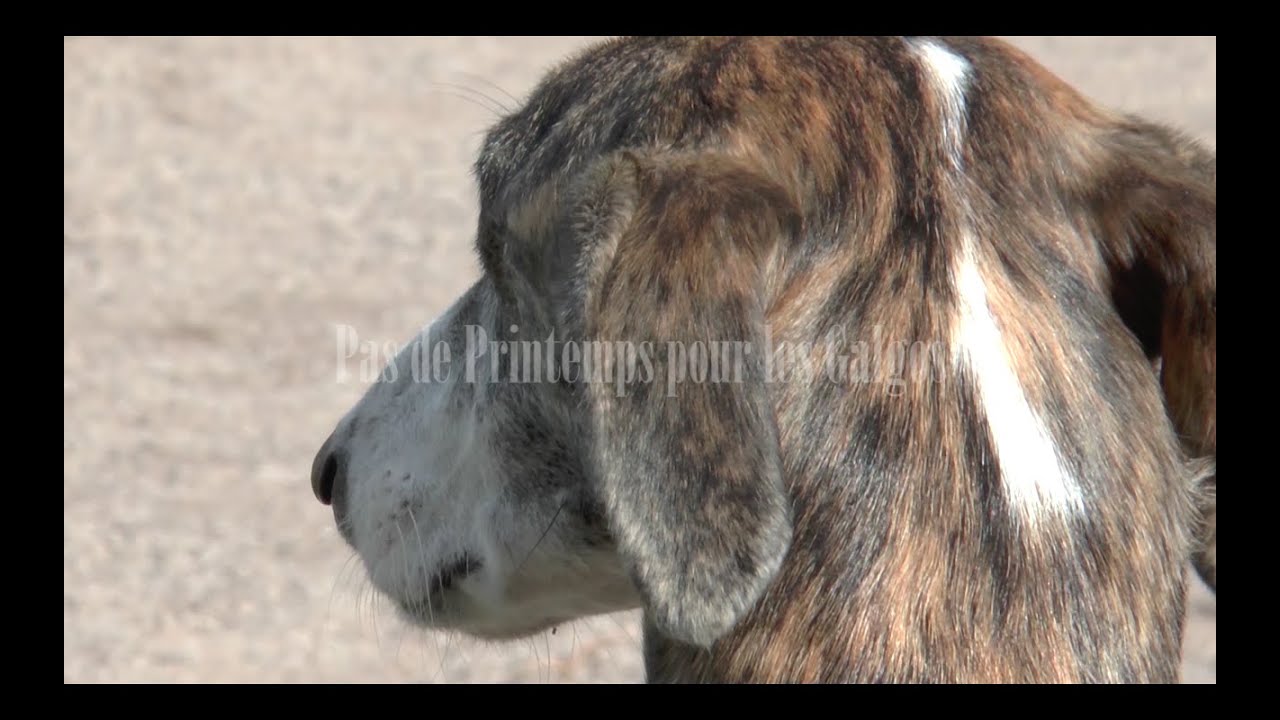 Pas de Printemps pour les Galgos