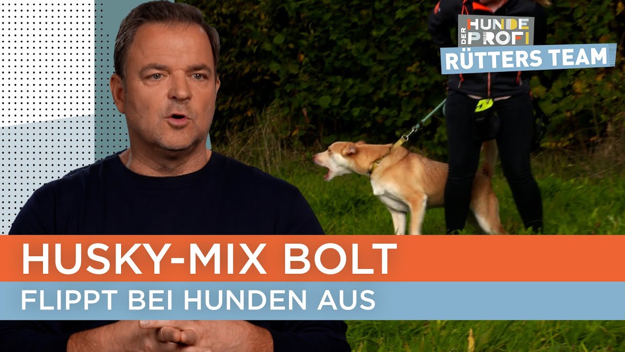Kann Hundetrainerin Melle den Rüden zähmen? 😳 | Der Hundeprofi - Rütters Team