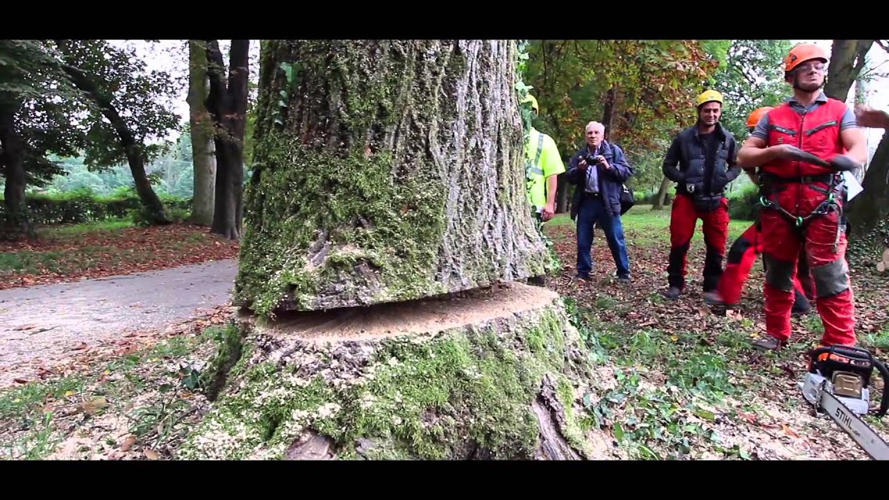 Tree climbing - Corso Abbattimento con autogru 30/9-2/10 2013