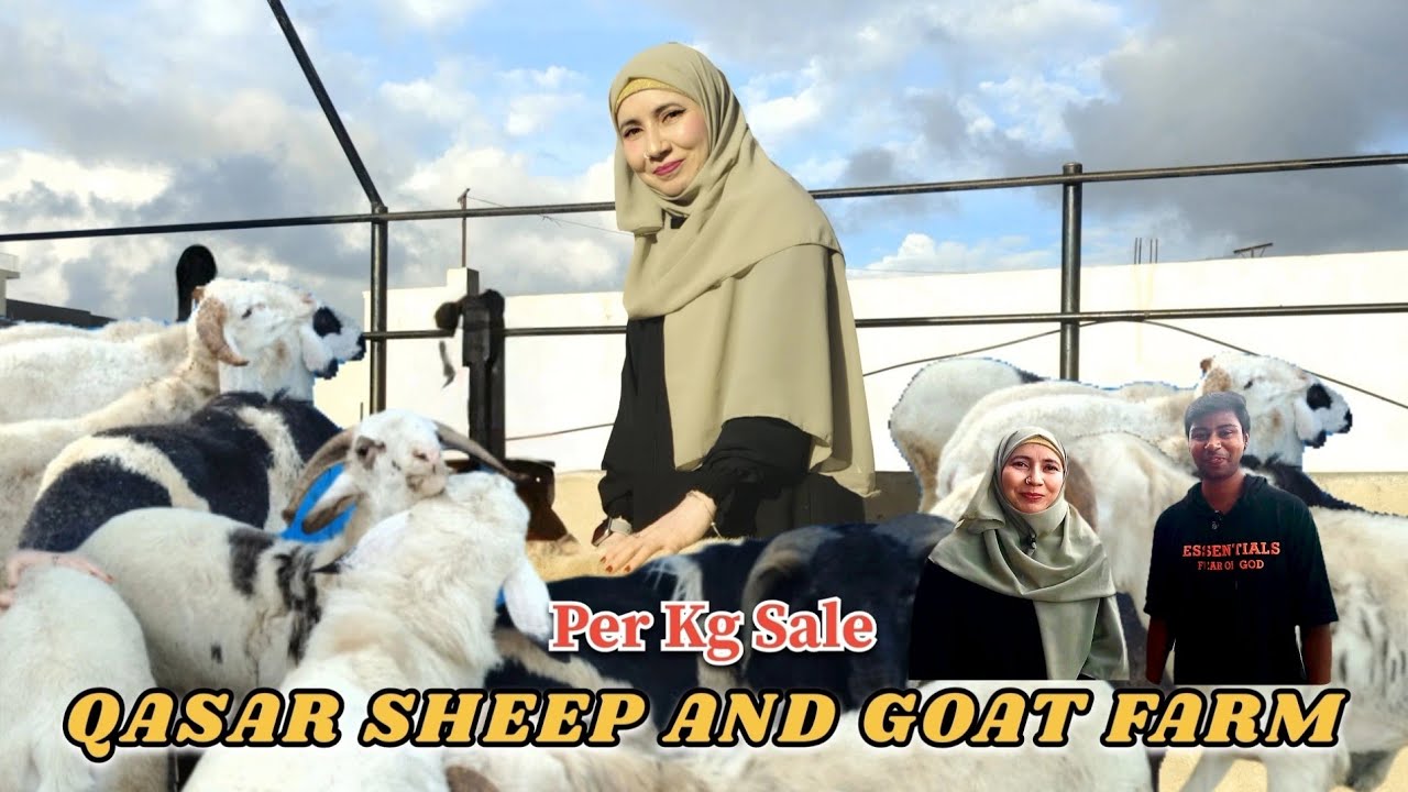 Low Budget Amingad sheep by per kg at Qasar goat farm@Bangalorekiyoutuber