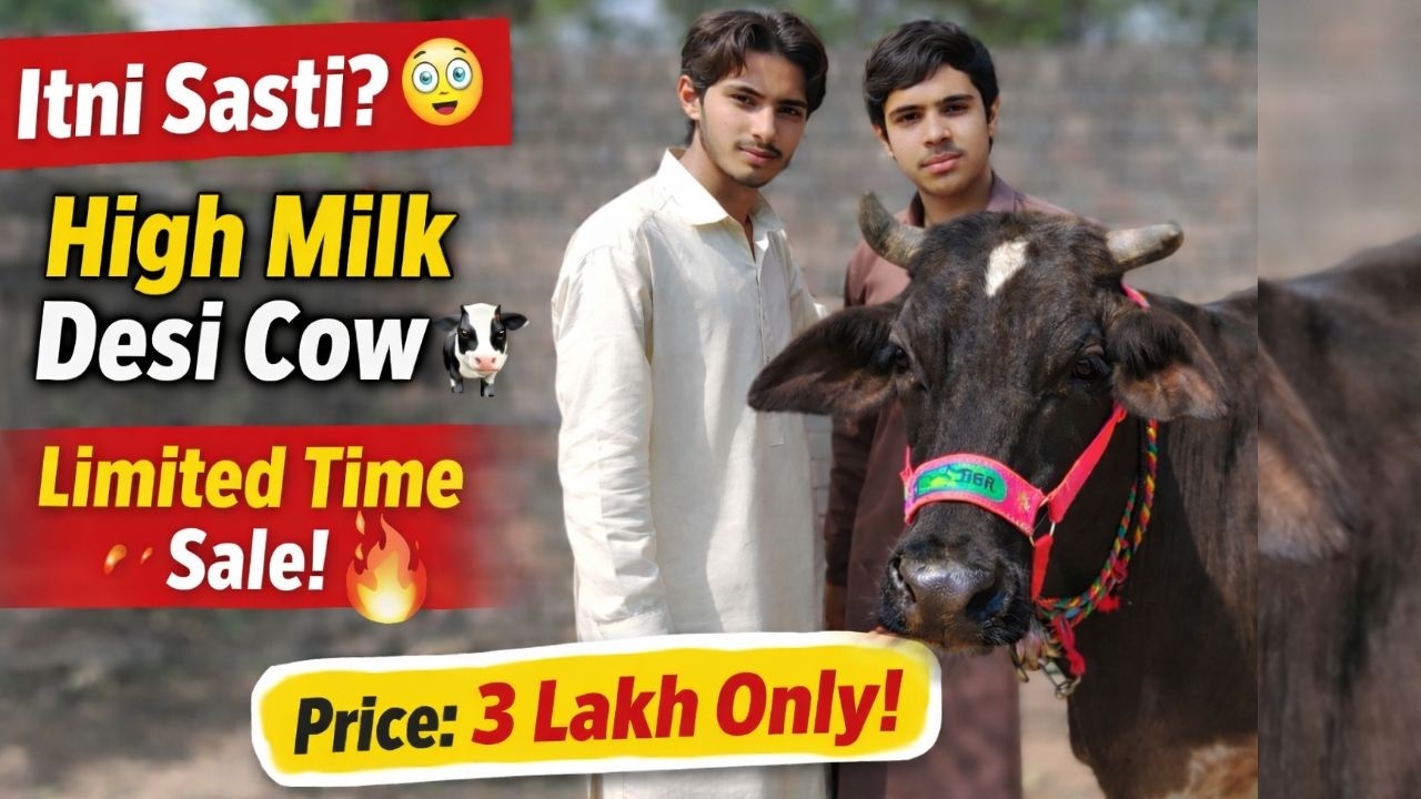Itni Sasti? 😳 3 Lakh Mein 20 Litre Doodh Wali Desi Cow | Limited Sale