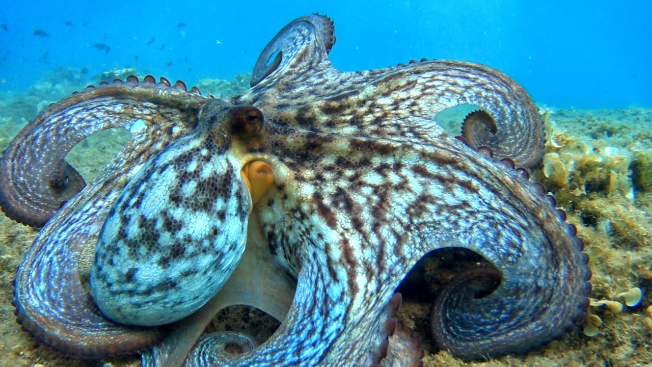 🐙 ΣΤΙΣ ΡΗΧΟΠΑΤΙΕΣ ΤΟΥ ΚΟΡΙΝΘΙΑΚΟΥ ΚΟΛΠΟΥ - ON THE SHALLOW WATERS OF THE CORINTHIAN GULF