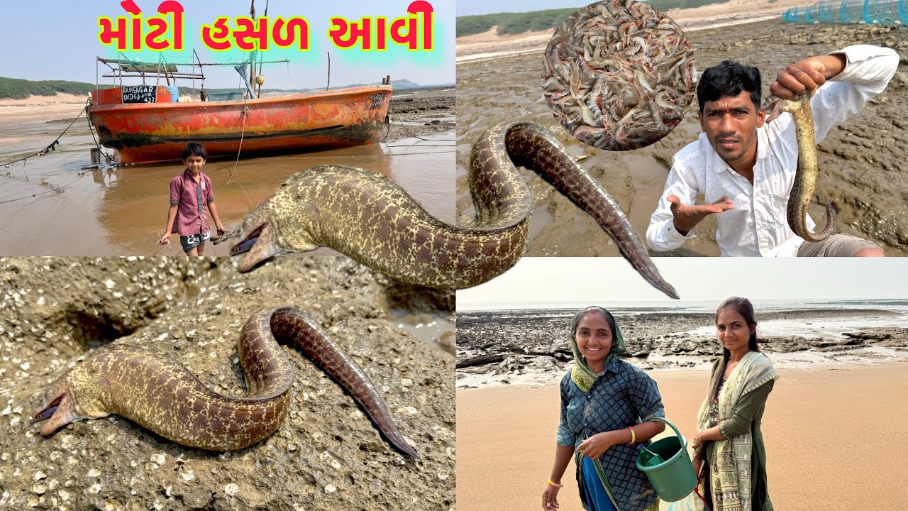 હસળ પુછડુ પકડવા નથી દેતી 😉🐋 hasal fishing 🎣 dariyai khedut