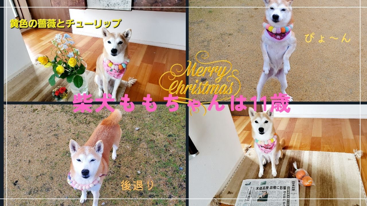 柴犬ももちゃんのファッションショーと朝んぽ風景～家ではおしとやか　外では尻尾ふりふり弾けるもも～