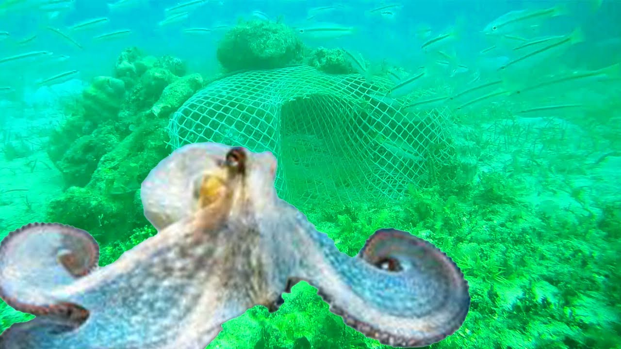 UNIQUE FISHING IDEA-PALAWAN FISH TRAP//PALAWAN OCTOPUS