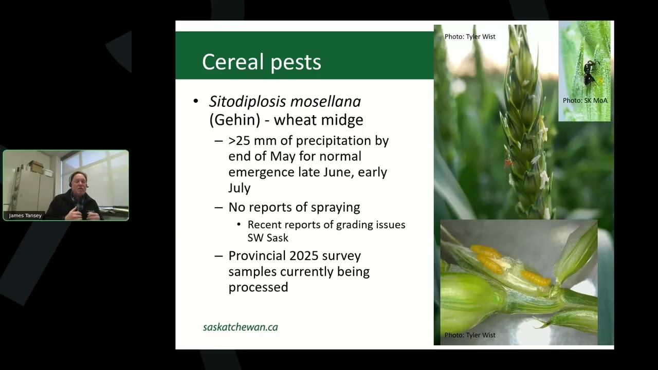 2025 Saskatchewan Insect & Disease Pest Update