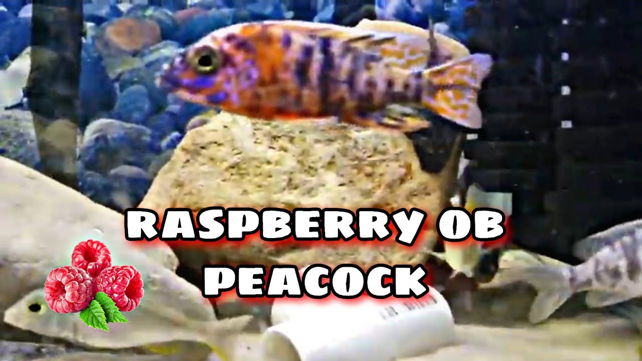 SNAKE RIVER CICHLIDS Unboxing | Raspberry OB Cichlid