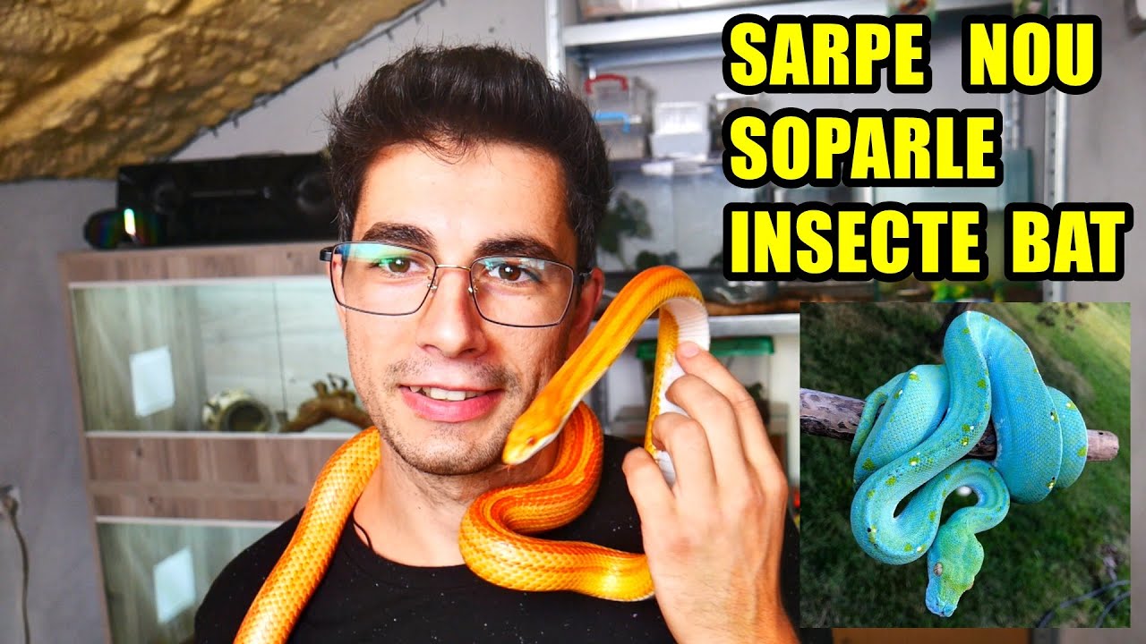 Mi-am cumpărat încă un ȘARPE, INSECTE BĂȚ, Agame Cu barbă + alte noutăți 🐍🦎🕷🪳