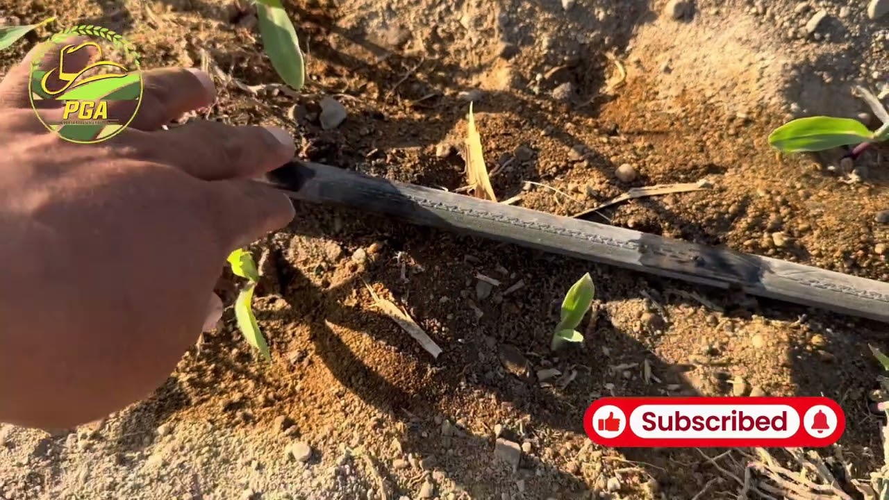 Primera fertilización en cultivo de maíz a base de nitrógeno y fósforo.
