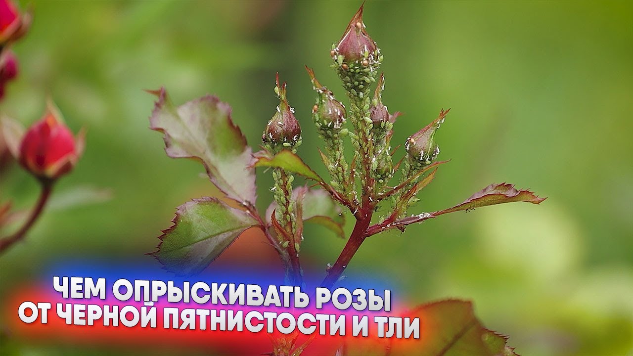 Чем опрыскивать розы от тли и черной пятнистости