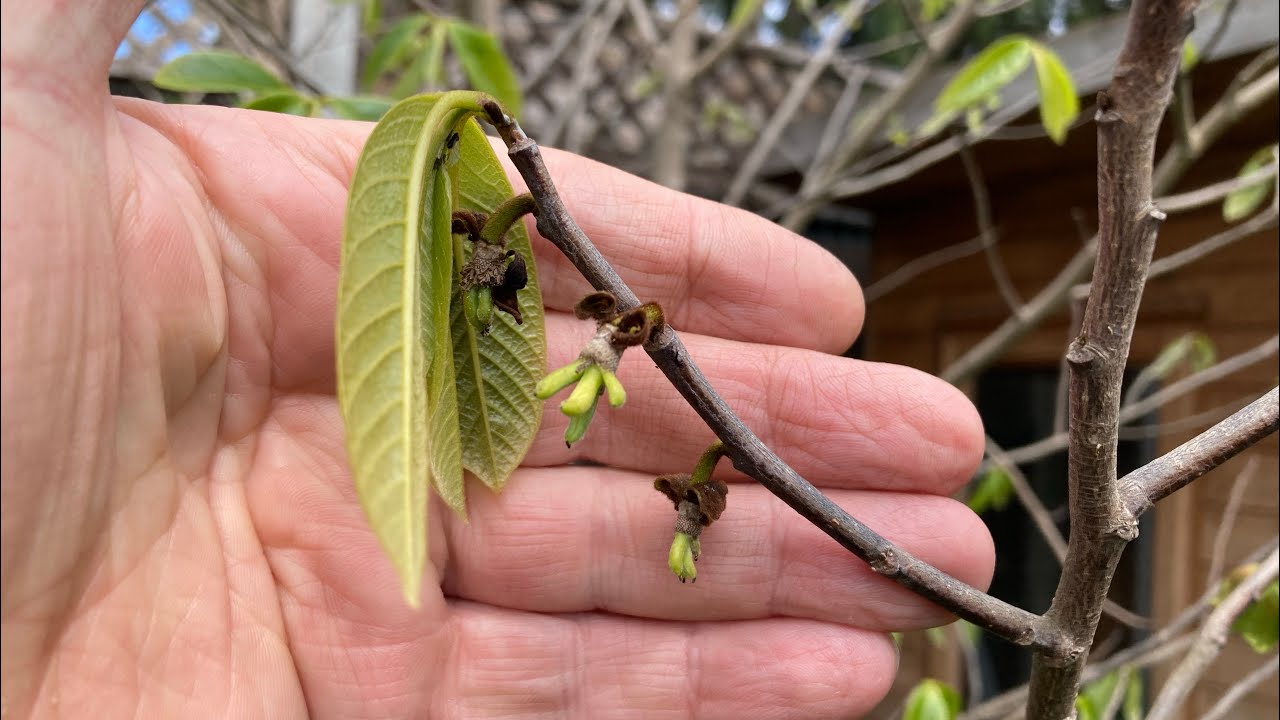 American pawpaw ( Asimina Triloba ), full update on my 5 in ground and container grown specimens 😁