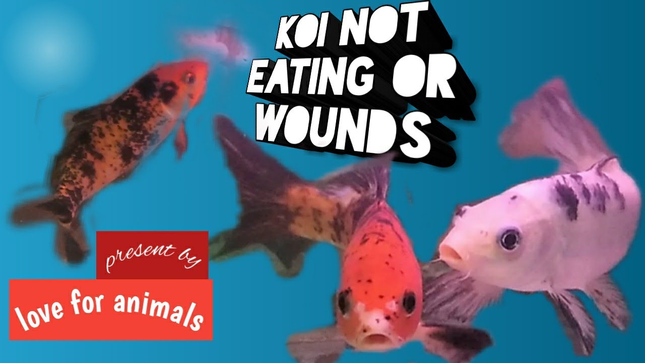 Fish not eating,wounds on body (treatment with results)