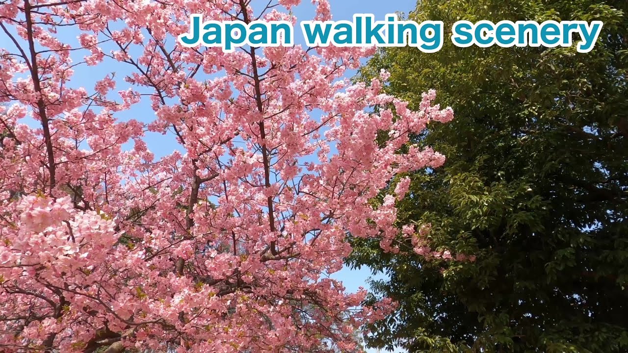 【東浦和】河津桜/Kawazu cherry blossoms  in Higashi Urawa【Saitama】