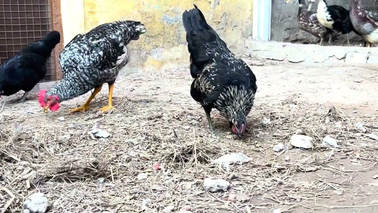 Silkie vs Chicken Gang | Aaj Phir Maar Kha Gaya 😅🐔