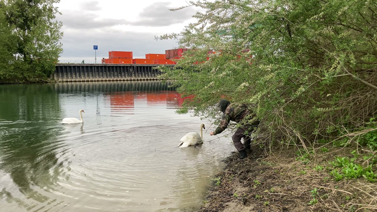 pêche silure seine Atterrissage d’un Cygne sur ma ligne !!! Carnage ! silure fishing siluro