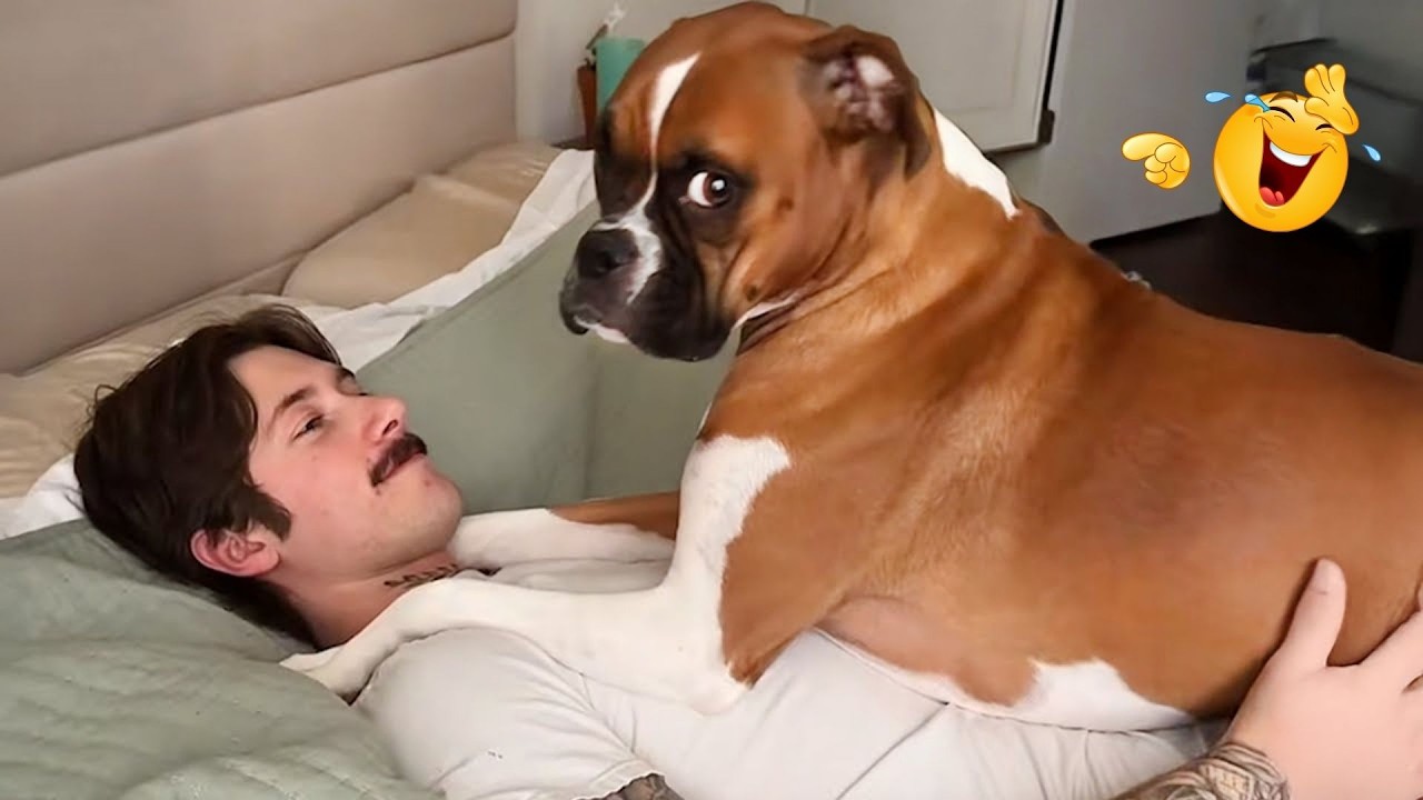 You Can’t Stop Laughing At These Dogs 🤣 FUNNIEST DOGS Video 2026