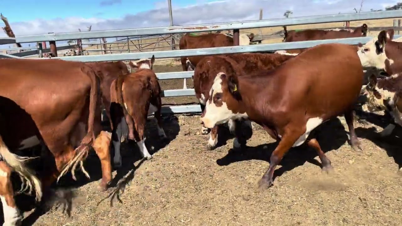 Bendeveron Herefords PTIC