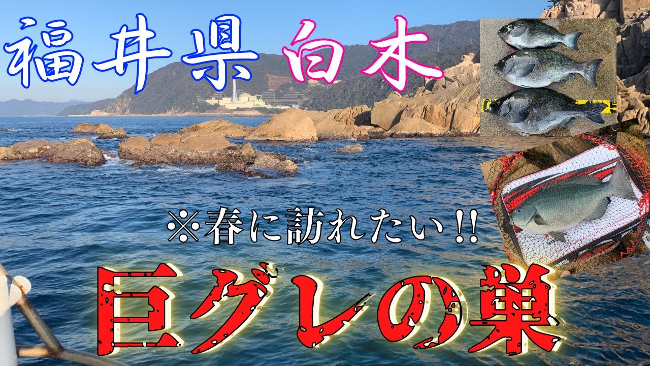 【福井県敦賀市白木】ここに来れば間違いなし❕釣り師必見・磯・堤防のマル秘ポイント　巨グレ、巨チヌ狙える　ポイント紹介