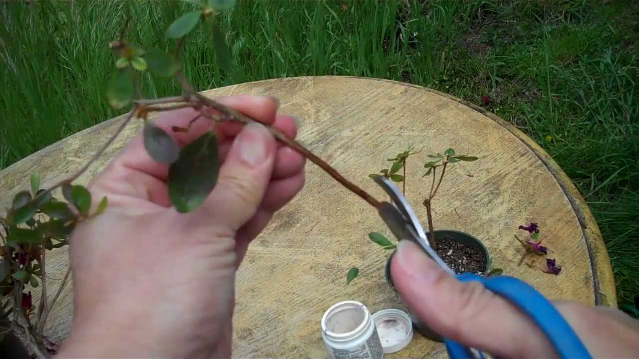 How to Propagate Azalea from your bonsai cuttings.mp4