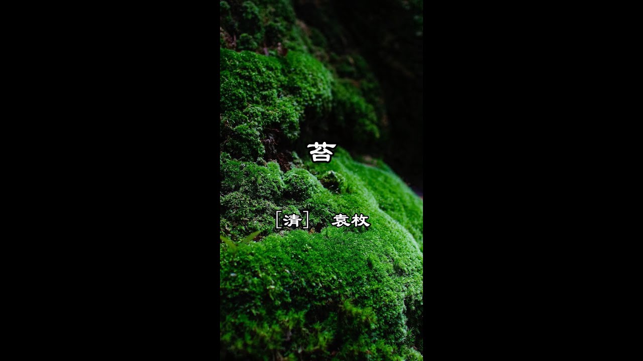 中文古典诗词：苔 (讲解版）〔清〕袁枚