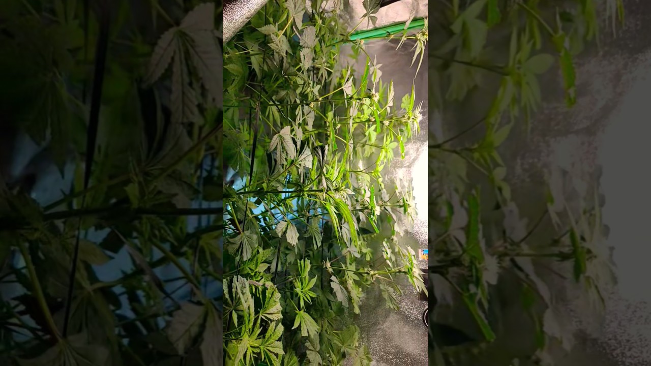 Day 56 From Seed Update 100 Watt Led Grow & Outdoor Autoflowers