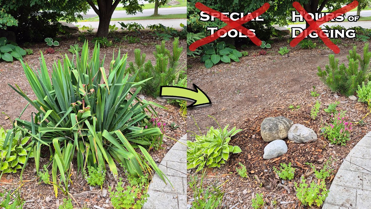 Removing a Yucca - for Good! (Zone 5b)