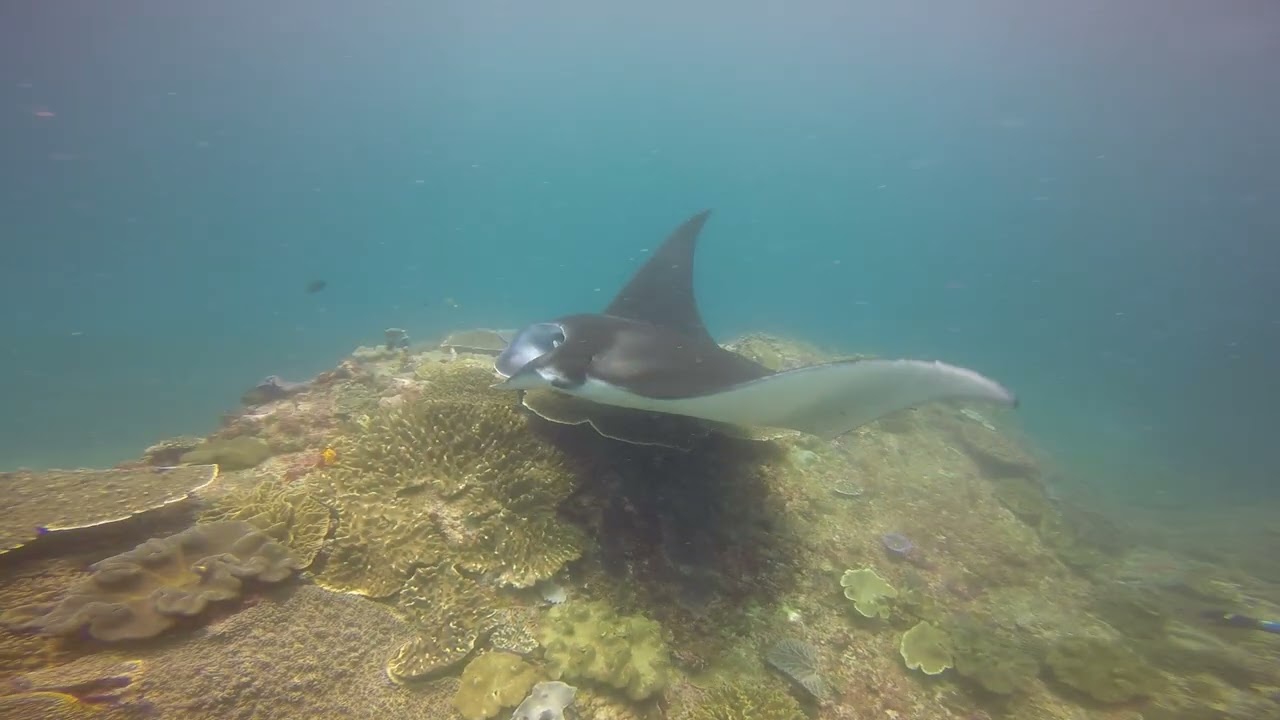 Manta (Mantapoint2 /Crystal Garden bali 2023)