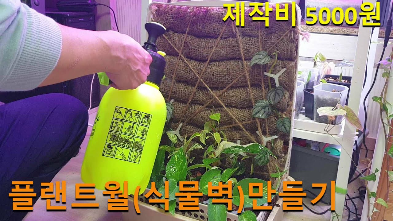 열대 관엽식물 플랜트월 식물벽 만들기
