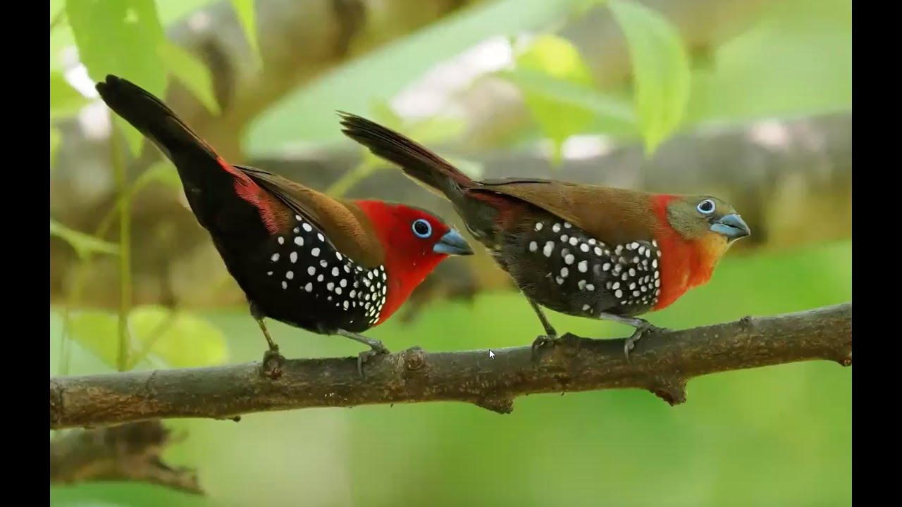 Tanzania with Silas Olafson